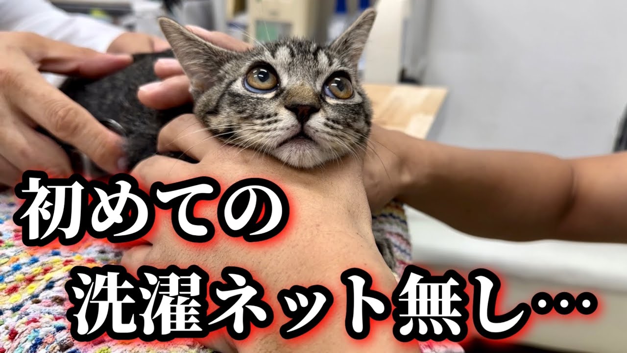 病院デビューの子猫がこうなりました。