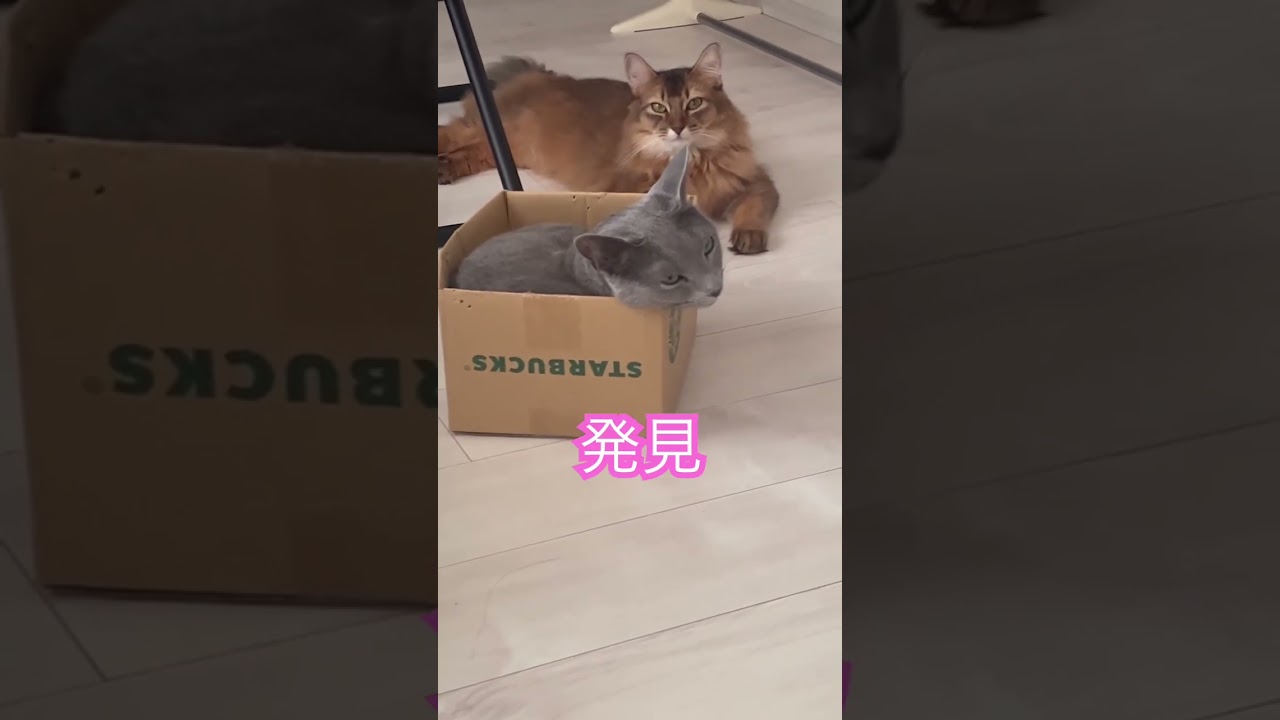 平和すぎる猫達 #ロシアンブルー #ソマリ #いやしねこ