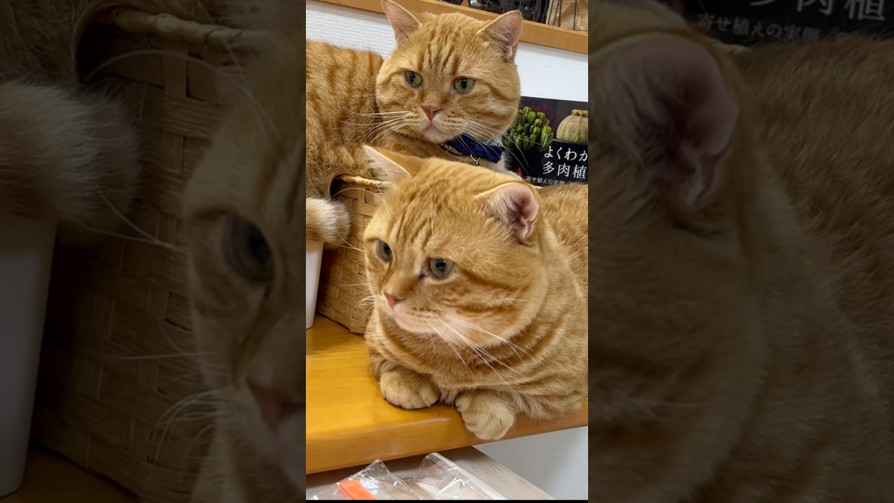 分身の術 #猫 #マンチカン #shorts