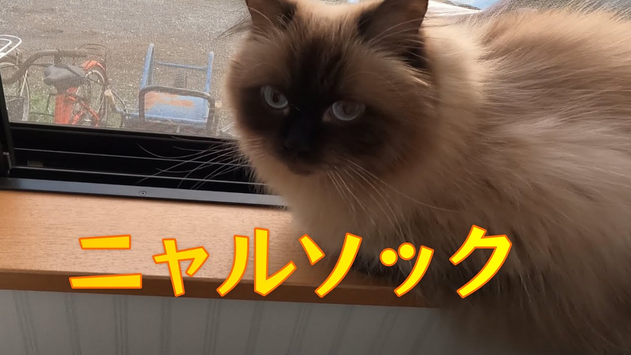 【猫】【ニャルソック】ニャルソックで外を楽しみました。#子猫　#ヒマラヤン　#ラグドール　#猫