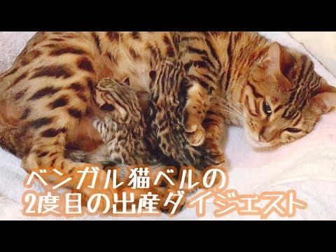 ベンガル猫ベルの２度目の出産ダイジェスト