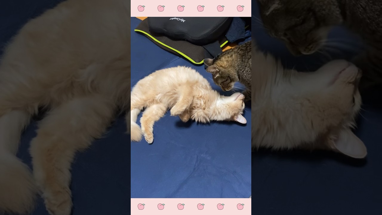 事故Kiss😨#shorts #猫 #ソマリ #キジトラ