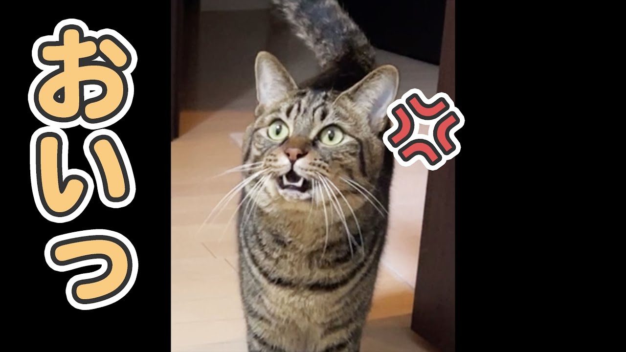 愛猫に、怒られました…
