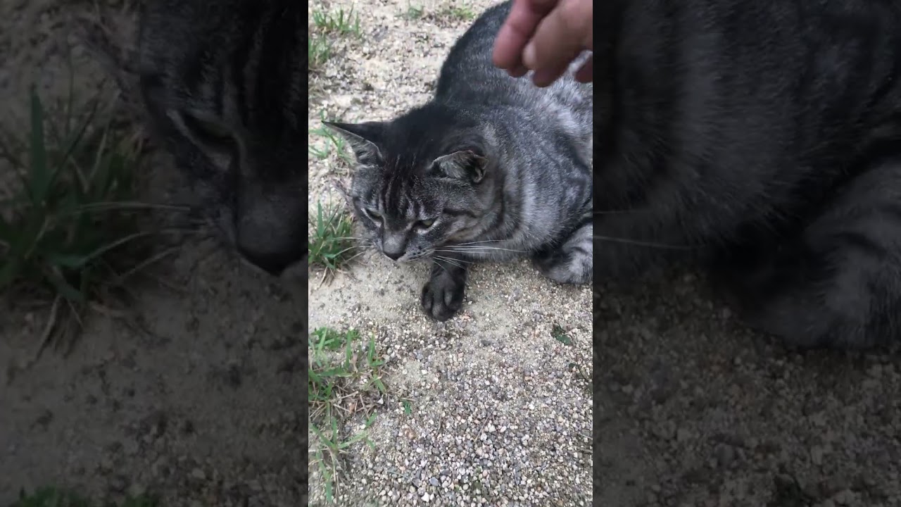 撫でたら可愛い声でずっと喋ってお話したくさんサバトラ猫 #Shorts