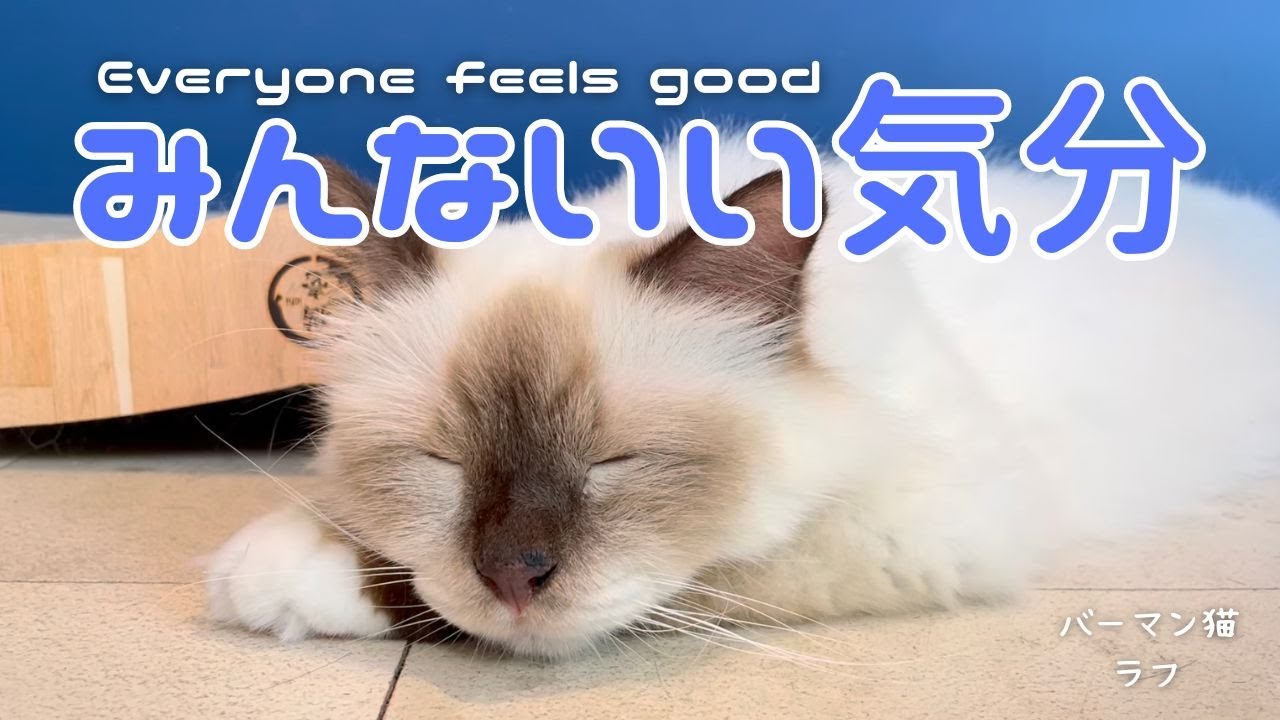 バーマン猫ラフとウリとガブ【みんないい気分】Everyone feels good（バーマン猫）Birman/Cat