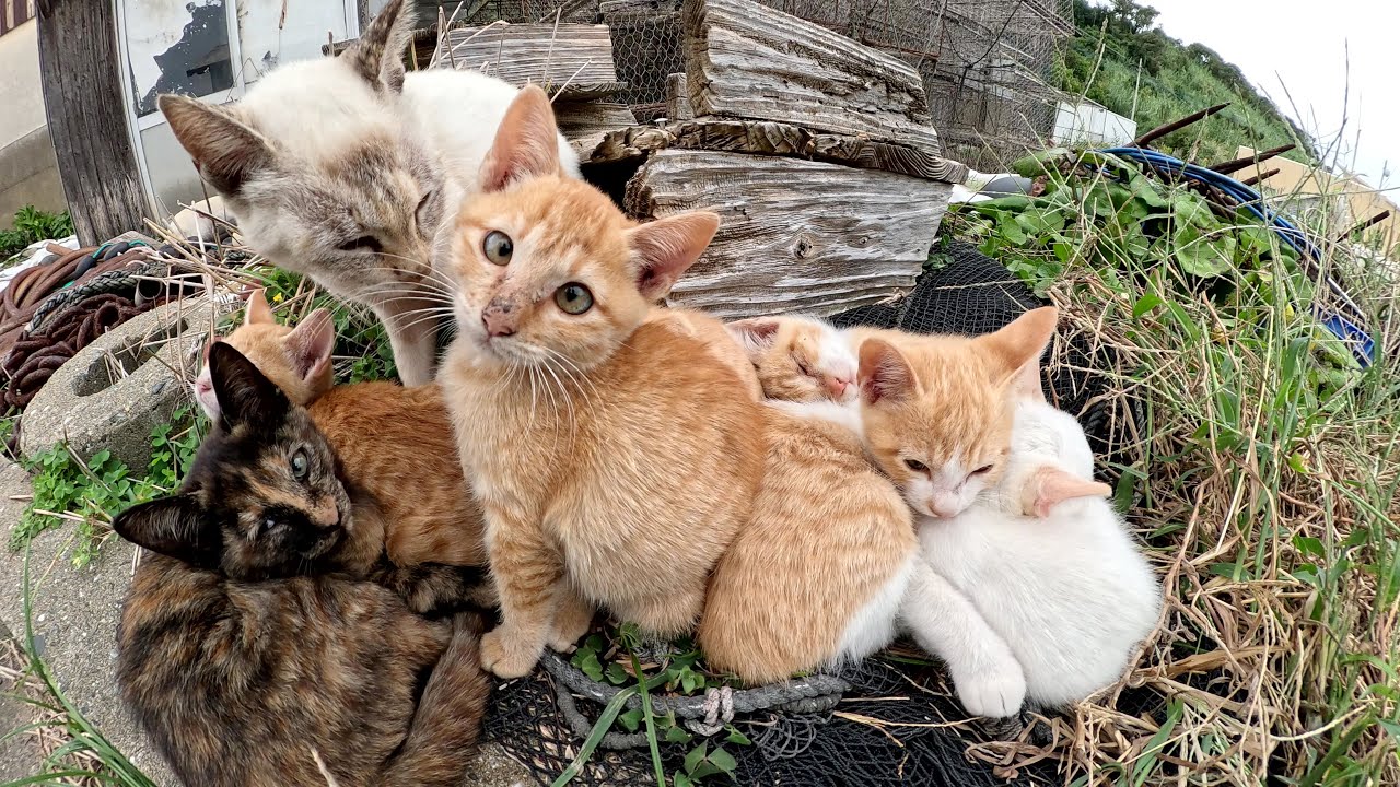 小さな体のシャム猫ママが子供と姪っ子をまとめて面倒を見る