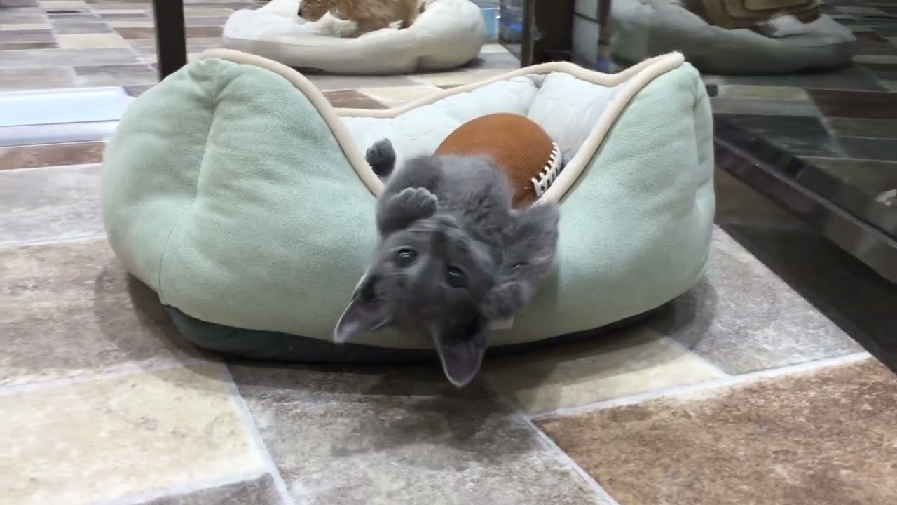 7月30日　ロシアンブルー　♂