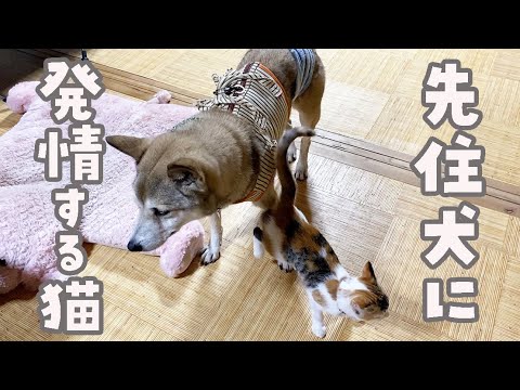 【生後4ヶ月】子猫が先住犬に発情してしまいました😳