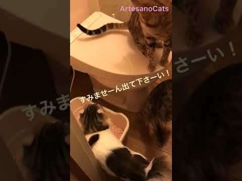 アルテサノ猫ズと主のトイレ事情