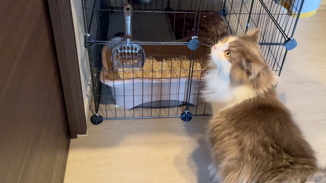 前までなかった見慣れない物体に気づく猫【サイベリアン】