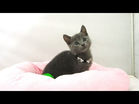 【長町店】ロシアンブルー♪女の子♪ブルー♪8/1生まれ♪