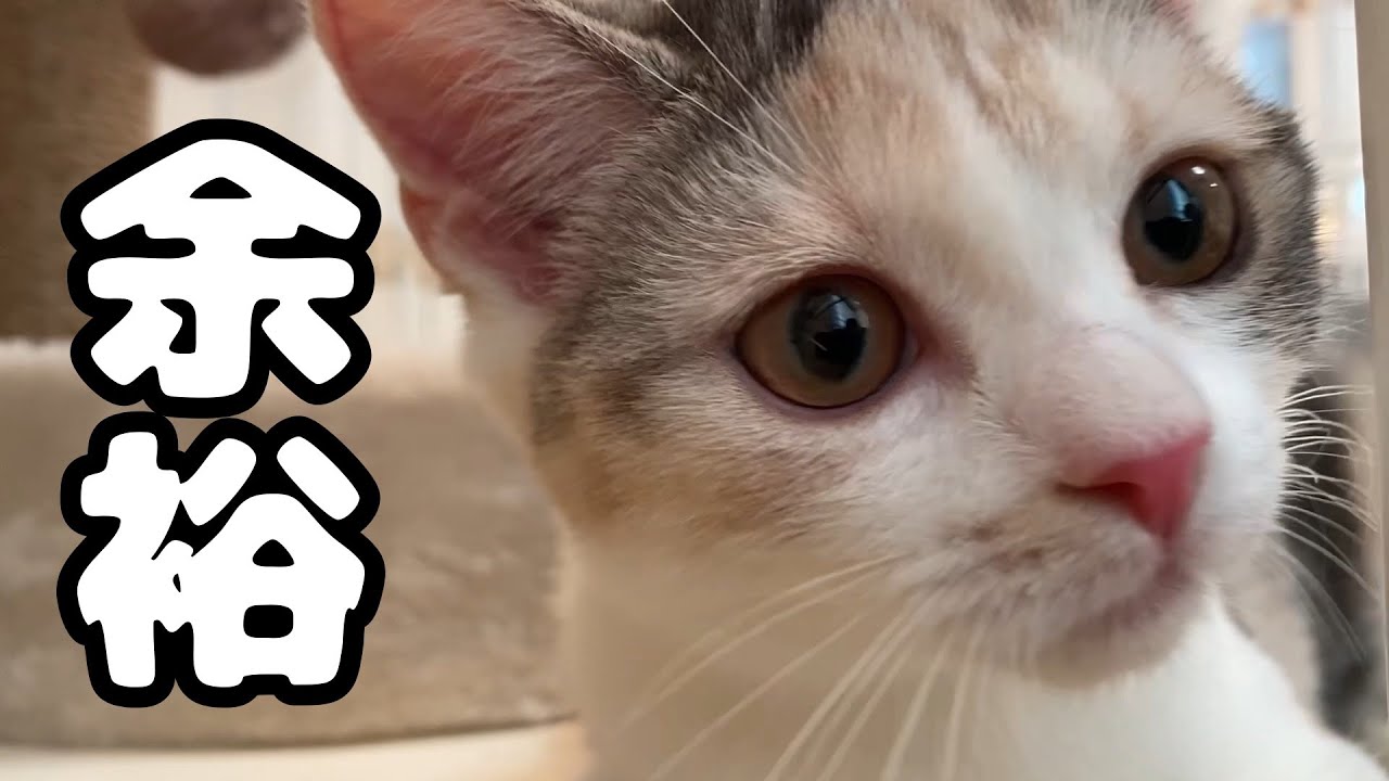 【衝撃の結末】空き家に住む美人子猫がうさの家にやってきた