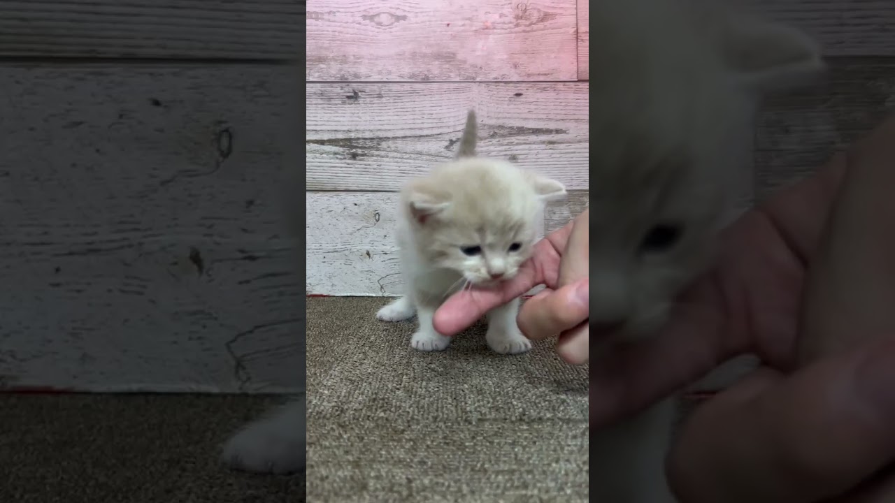 足長　ロングヘアーの男の子♪