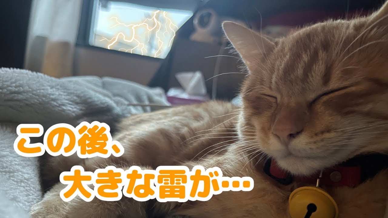 茶トラの子猫が初めての雷を体験しました