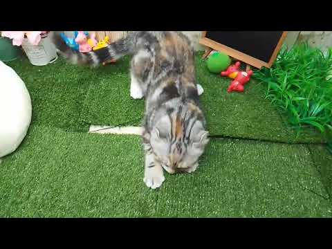 Coo&RIKU　No640880　アメリカンカール