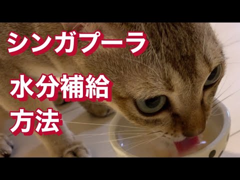 ニャンコ　水分補給の仕方教えてもらいました