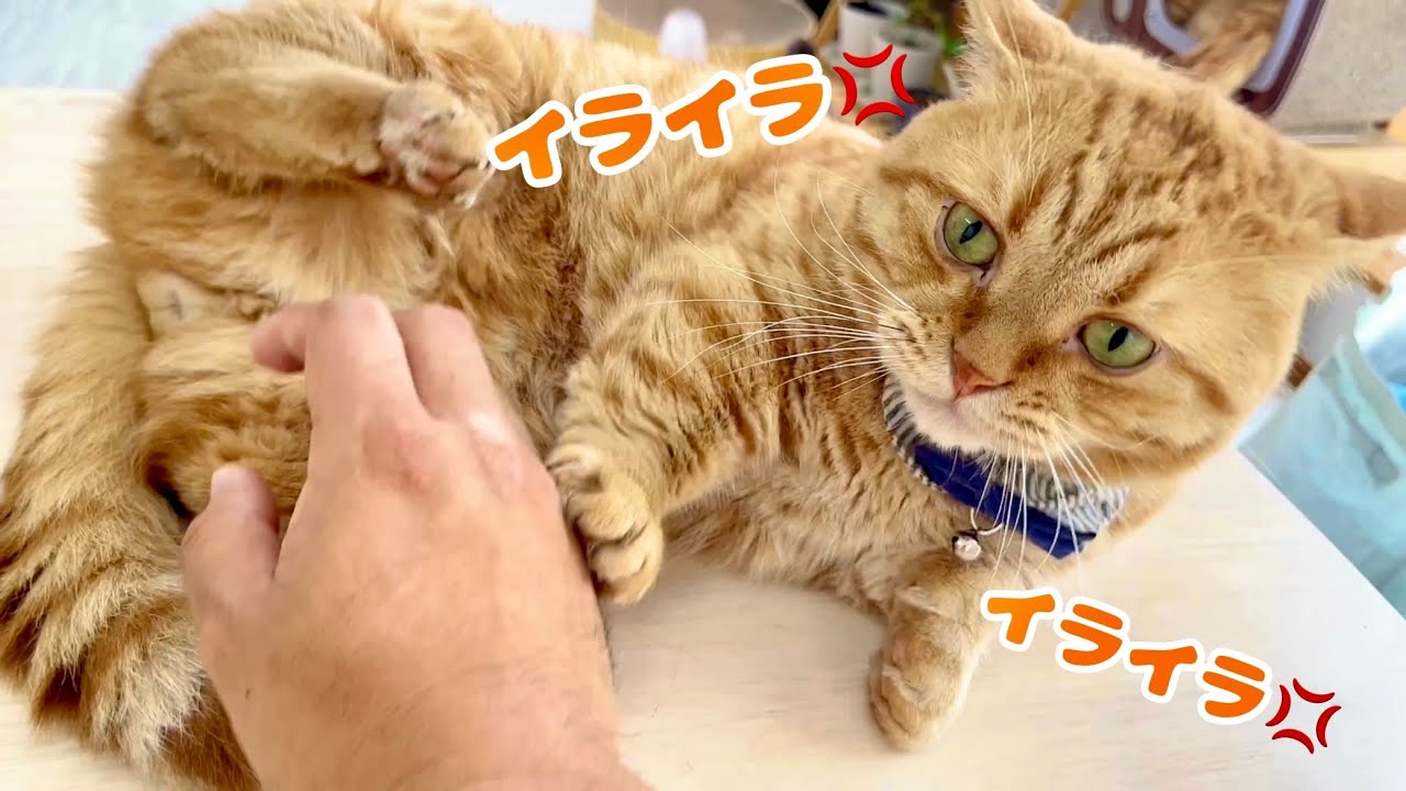 撫でる場所を間違えると不機嫌になる茶々パパ #猫 #マンチカン