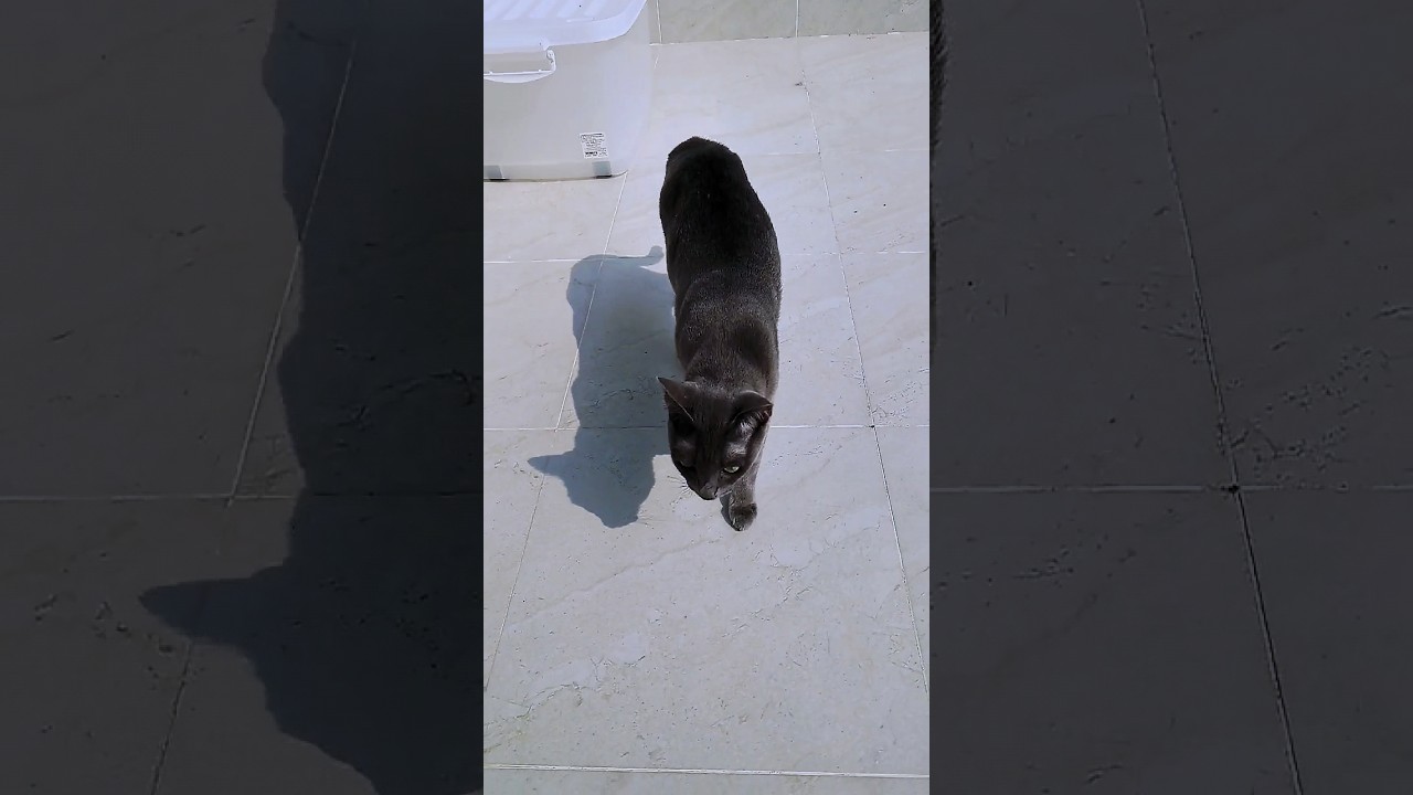 かくれんぼ天才猫 #shorts