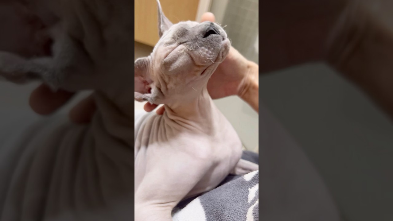 ママに甘えたい毛のない猫【スフィンクス猫】