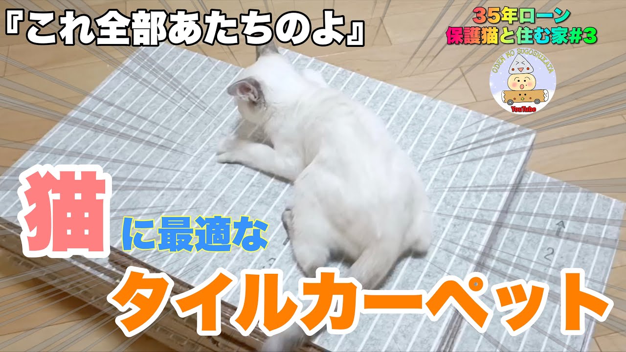 【タイルカーペット】保護猫と暮らす35年ローンの家『感動！滑らず走り回れるようになりました』  #子猫  #cat
