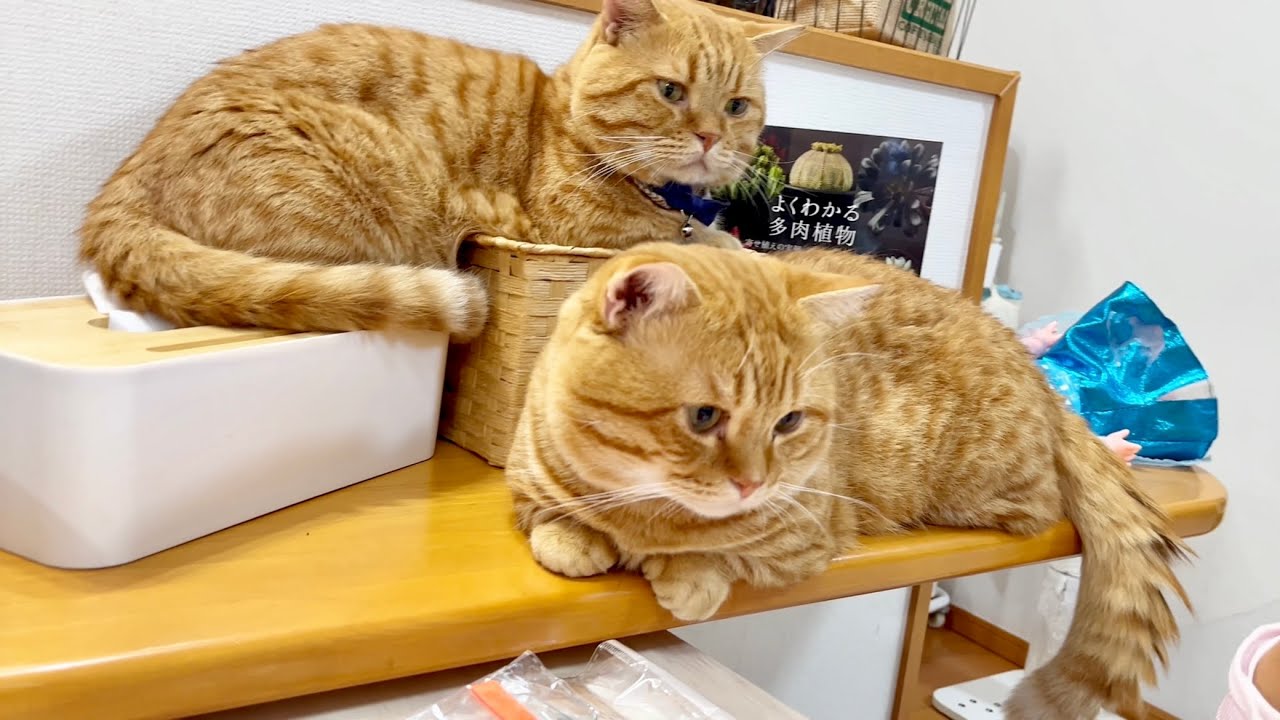 そっくり親子猫が見つめる先には... #猫 #マンチカン