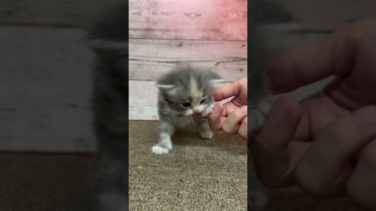 足長　ロングヘアーの女の子♪