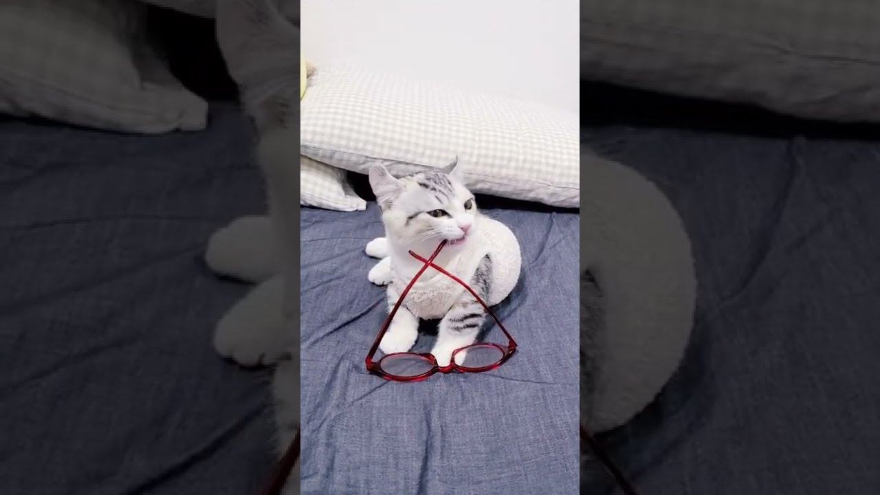 [子猫] メガネで遊んでる子猫の姿が可愛いです  #S12
