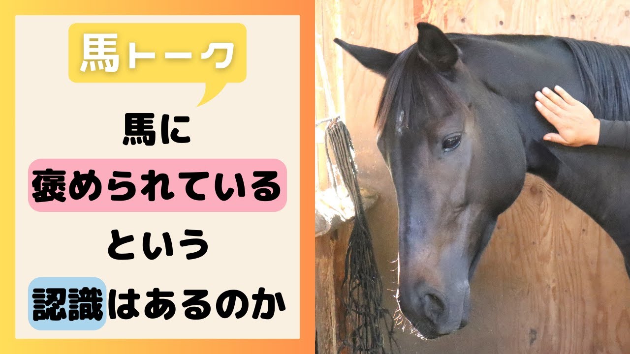 馬に「褒められている」という認識はあるのか？【馬トーク】