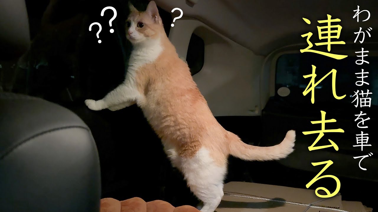 どうしても散歩に行きたいというワガママ猫を車に押し込んで連れ去ってみました。