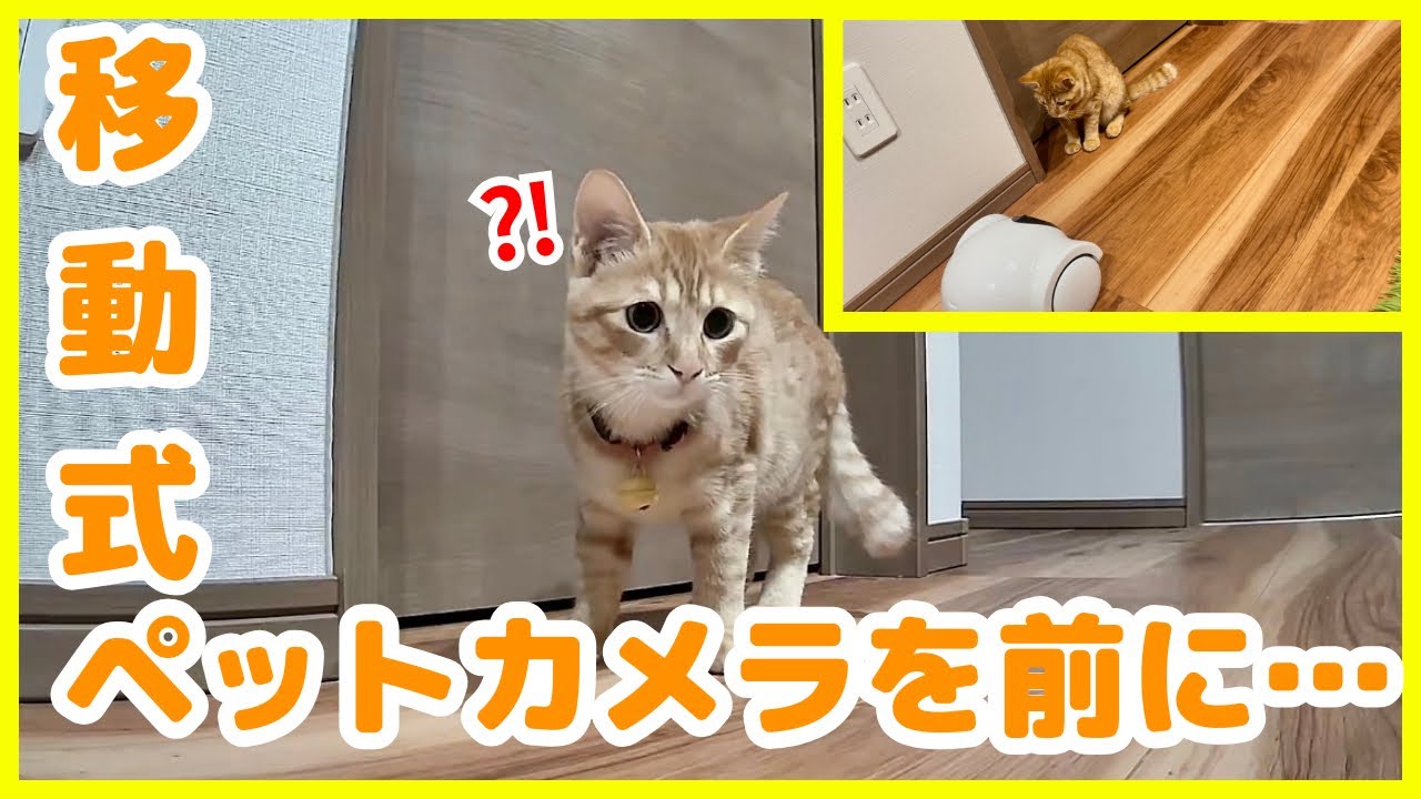子猫の前に移動式ペットカメラを置いたらこうなりましたw