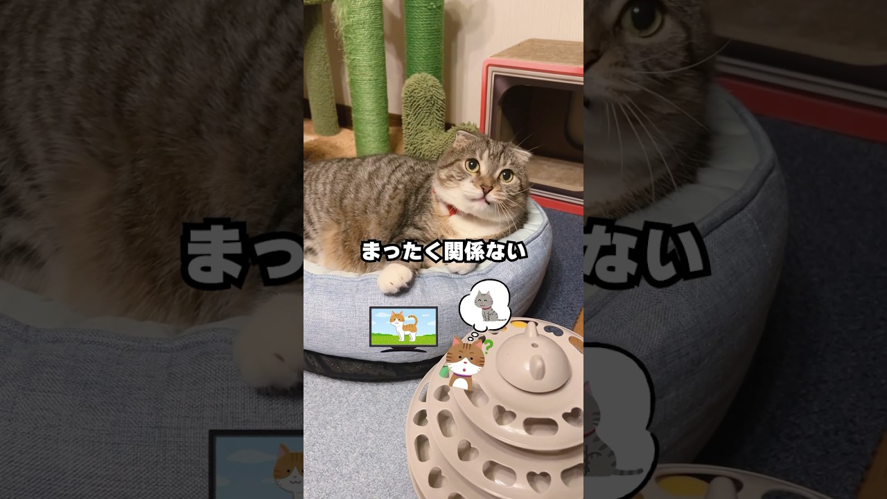 【衝撃】猫はあなたの名前がわかっている？#猫