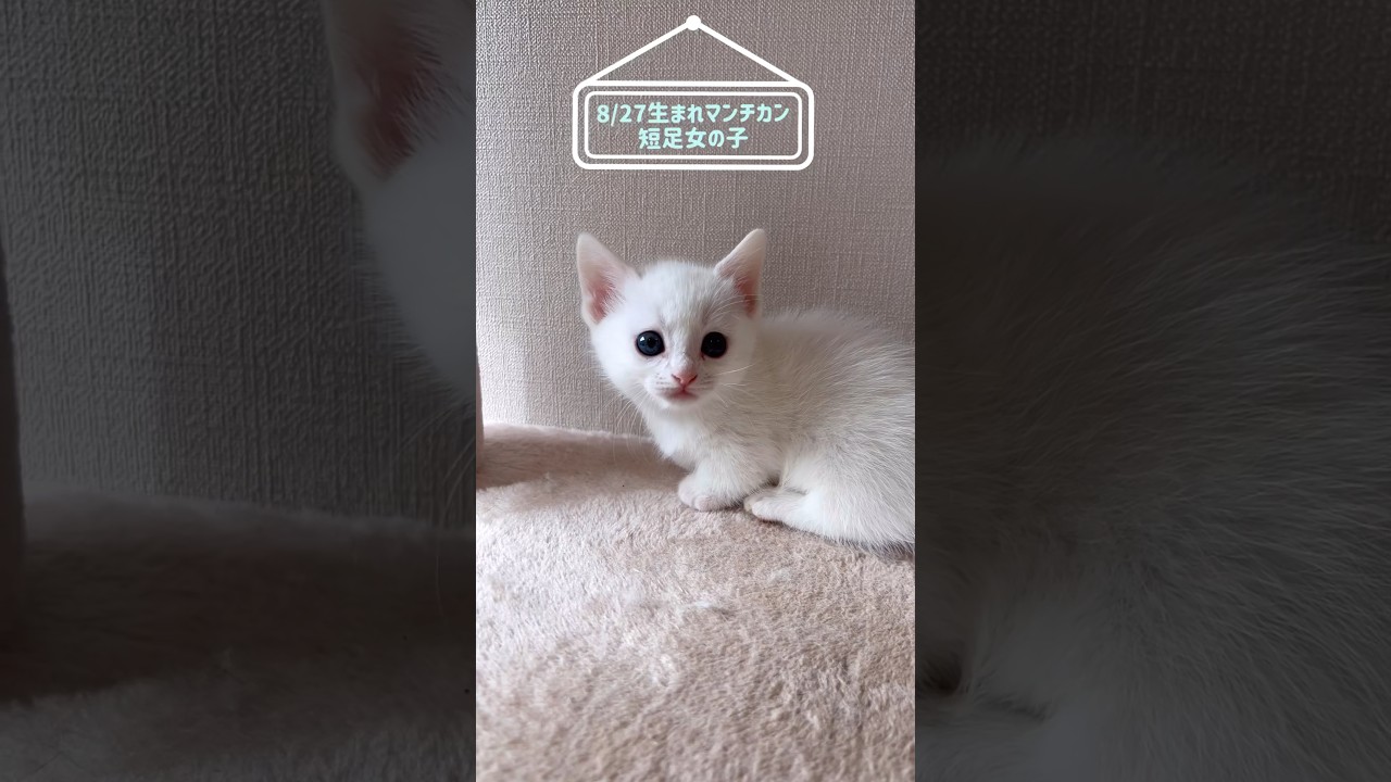 8/27生まれ　とっても綺麗なお顔の女の子　#マンチカン#munchkin #子猫 #マンチカン短足