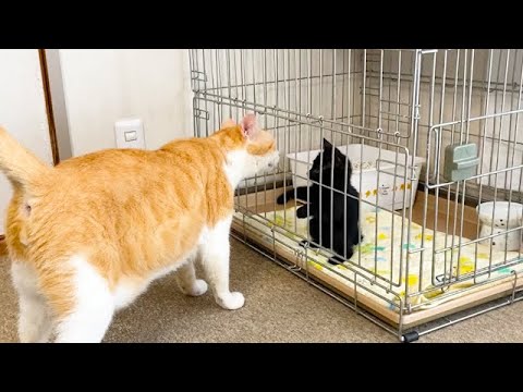 暴れん坊の子猫に気づいた先住猫