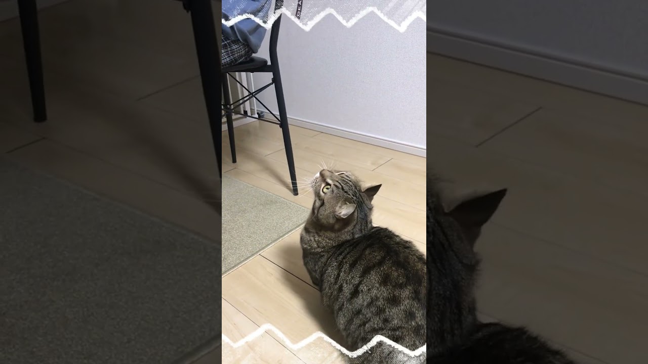 新しい紐がほしいらしい