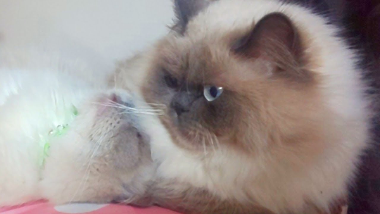 アニキに寄りかかる甘え上手な猫【ヒマラヤン猫】