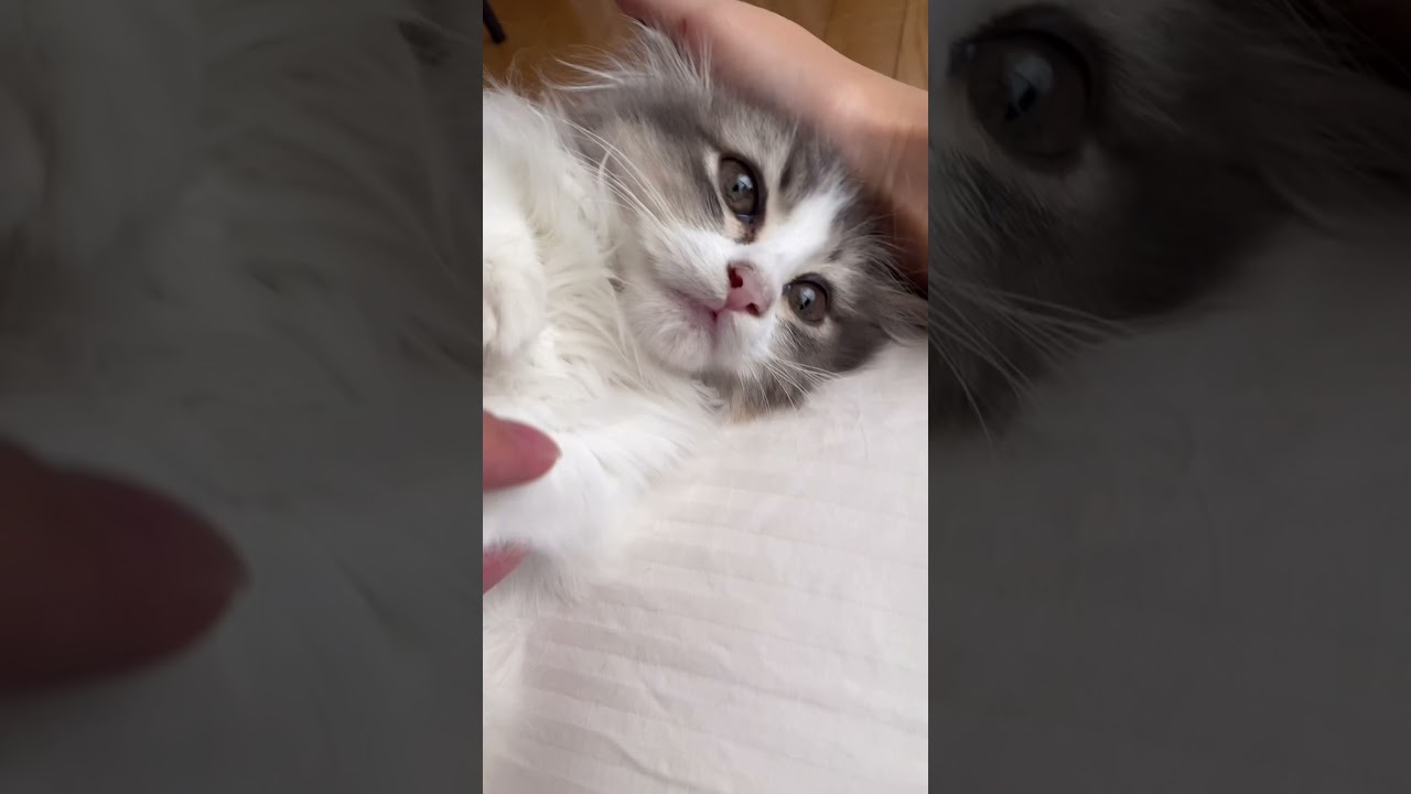 【子猫】もふもふ子猫をひたすらなでなで！#shorts #子猫