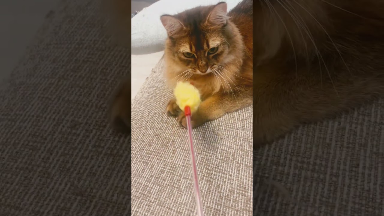 #ソマリ #いやしねこ #甘えん坊の猫