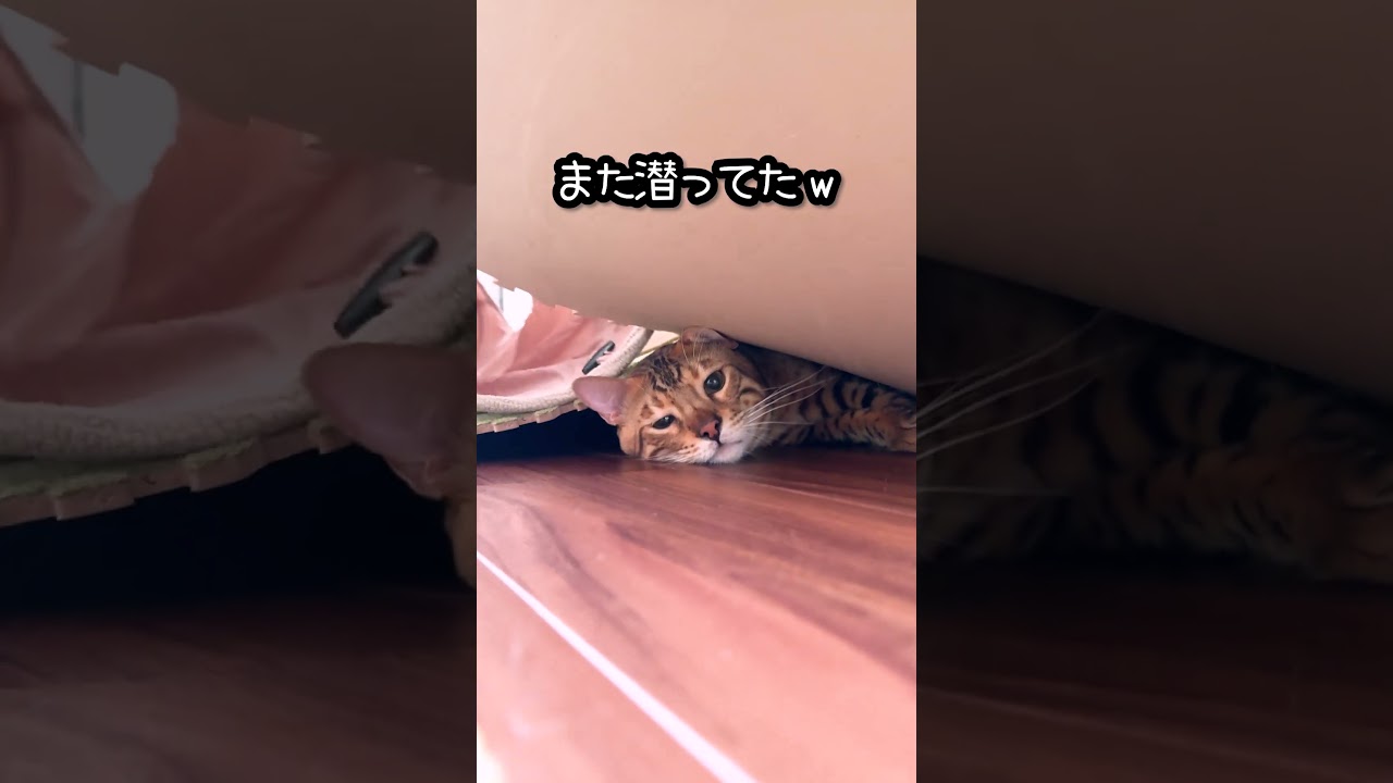 またまたベンガル猫が大暴れw #shorts