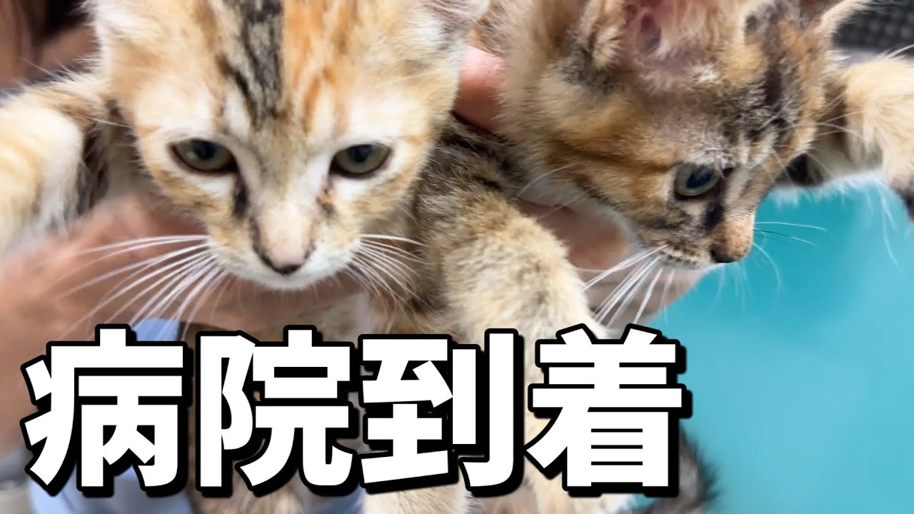 子猫2匹を病院へ連れて行った時の様子と結果報告【子猫の予防接種】