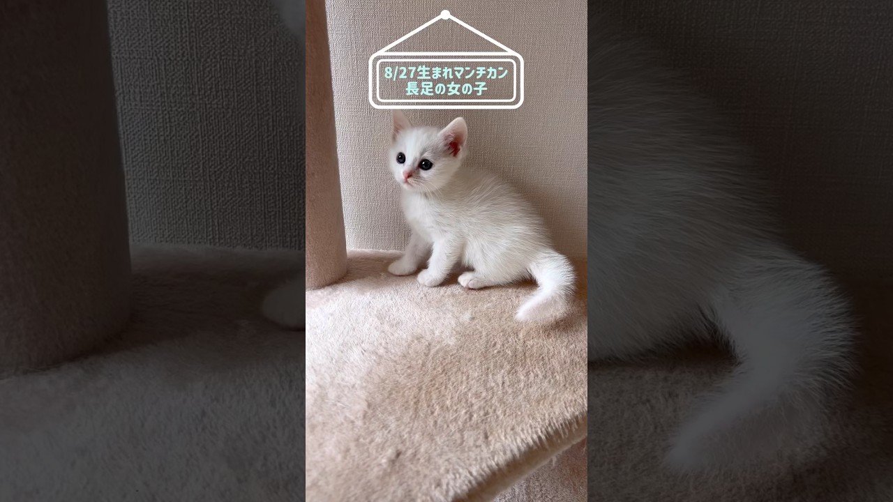 8/27生まれ　まっっしろ長足マンチカンの女の子　#munchkin #マンチカン #マンチカン長足