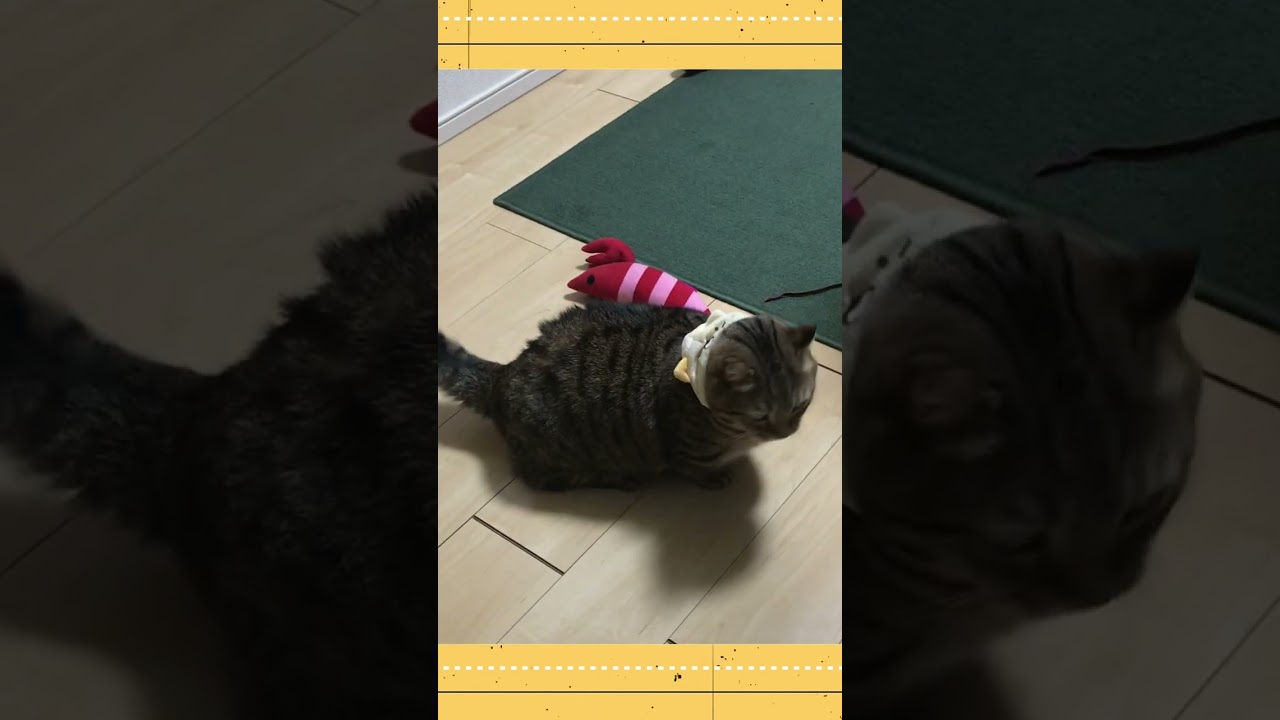 シエル流の着こなし術