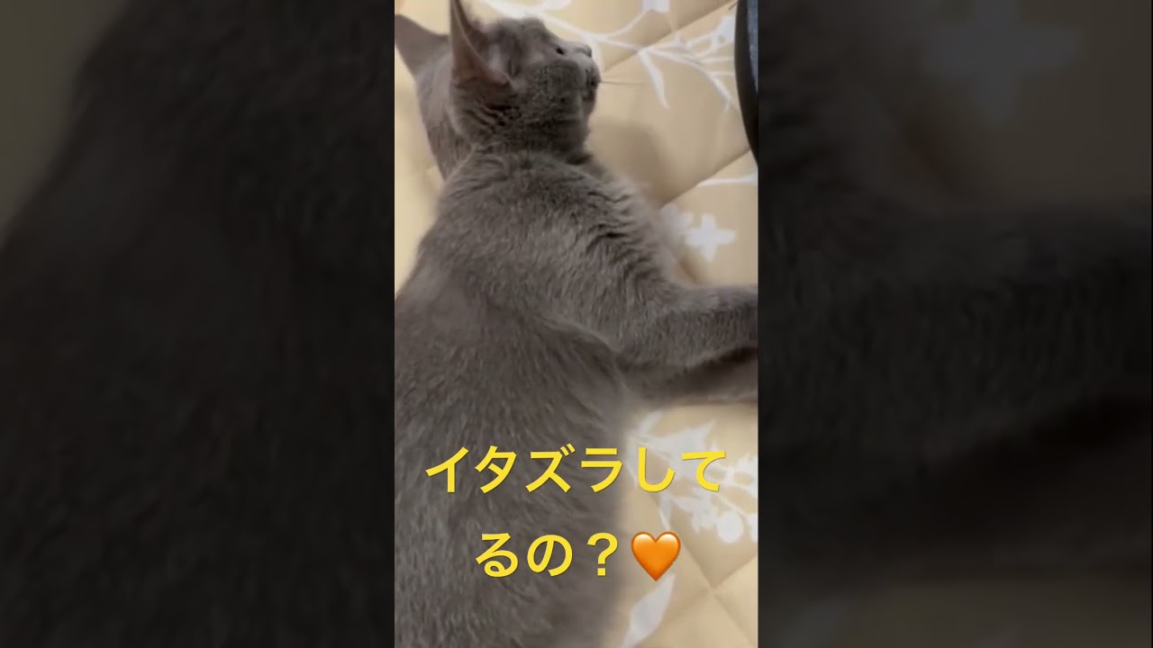 イタズラを誤魔化す可愛い猫（ロシアンブルー）#shorts