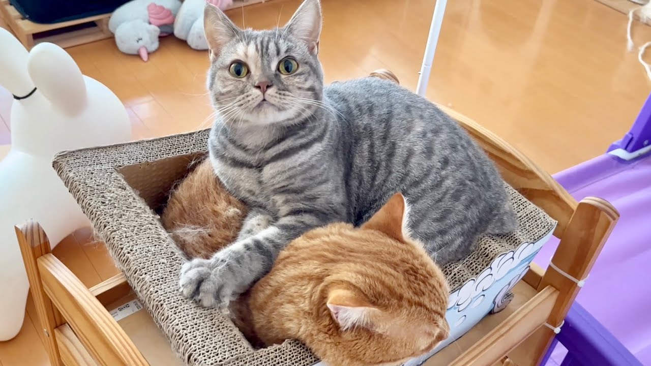 猫との暮らしは冬を迎えると更に素晴らしいものへとなります #猫 #マンチカン