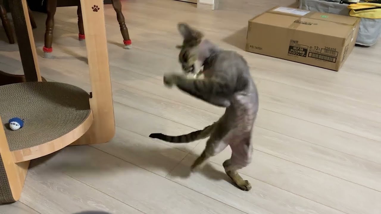 デボンレックス子猫が猫じゃらしで元気すぎるくらいに遊んでいます(Devon Rex kitten playing with a toy vigorously)
