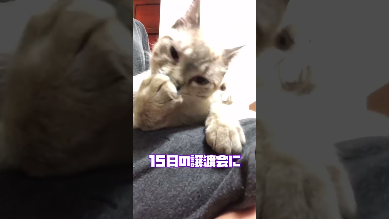 シャム系ロー君譲渡会デビュー‼️ #cat #cute #catlover #里親募集中