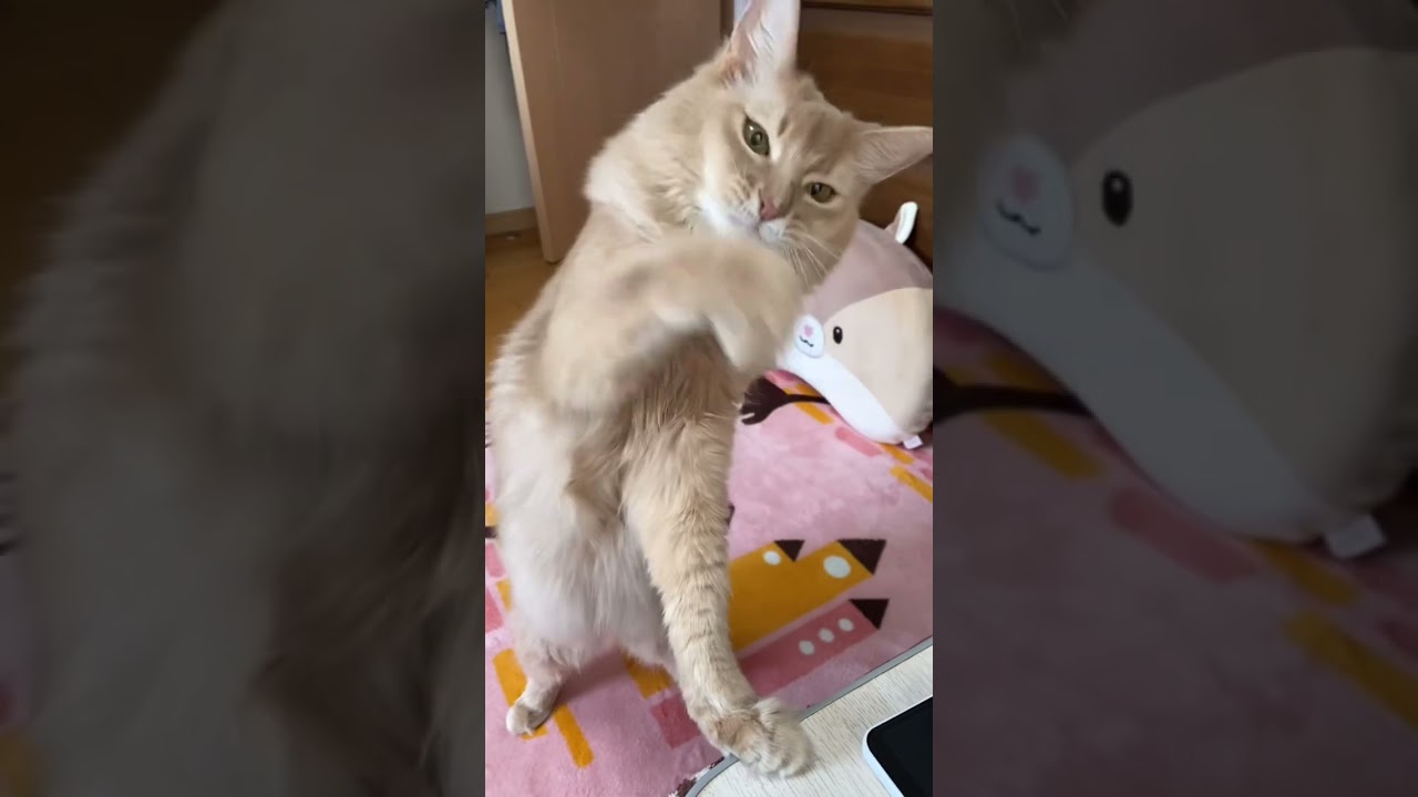 飽きるの早っ💦#shorts #猫 #ソマリ