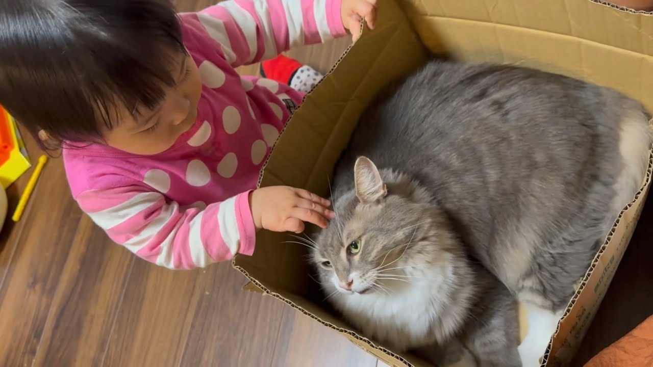 1歳児から触られまくる猫　ノルウェージャンフォレストキャット ラガマフィンcat being touched by a child. Norwegian Forest Cat. Ragamuffin