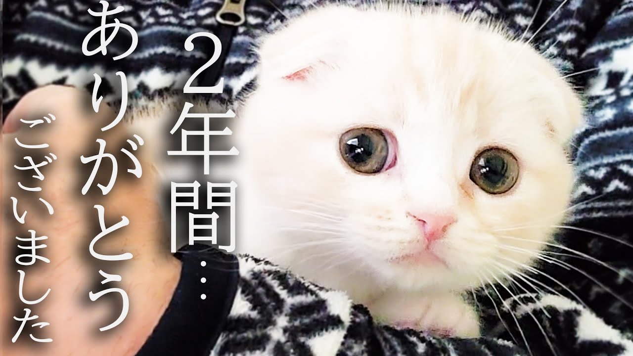 ハスキー犬に育てられた子猫は2年後こうなりました...