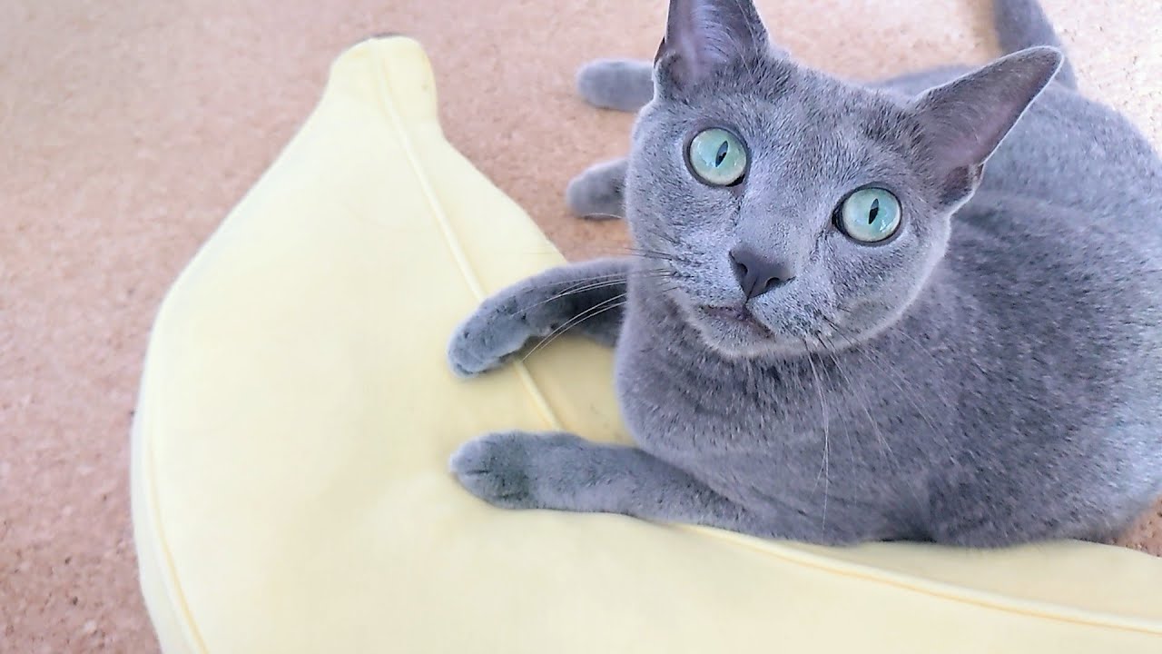 【猫動画】甘えたくて嫁の背後で待つロシアンブルー【russianbule】Russian blue waiting to be pampered