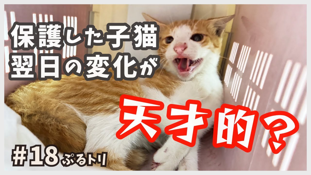 【保護 子猫】保護した子猫はトイレ処理もできる天才にゃんこでした。保護翌日、威嚇からお利口にすぐ転身！【天才にゃんと天然にゃん・ぷるトリ18】/ brown and white kitten